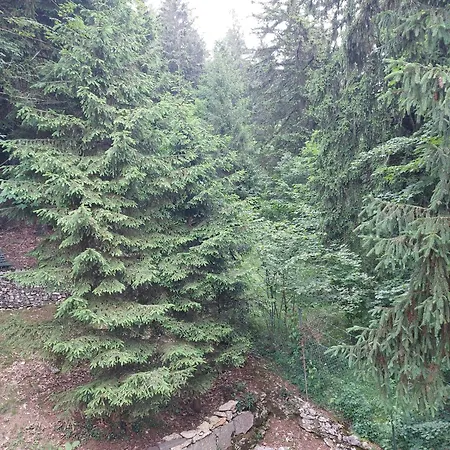 Biancaneve Bosco Chiesanuova