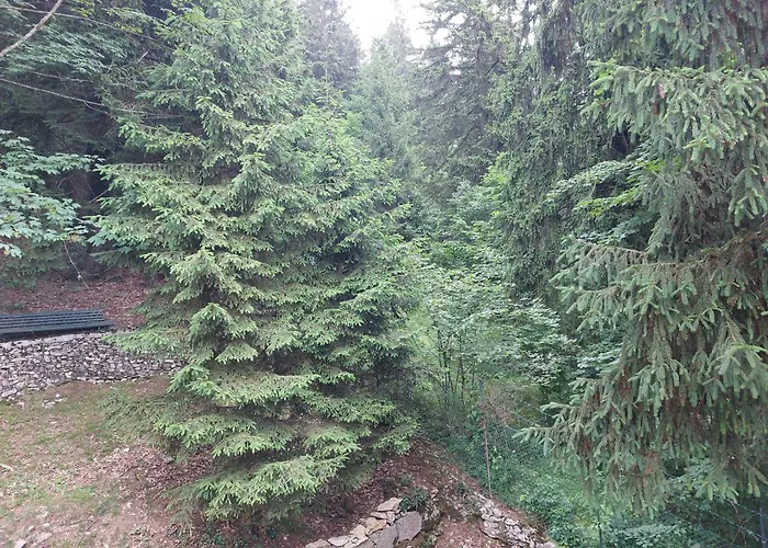 Biancaneve بوسكو تيسانيوفا